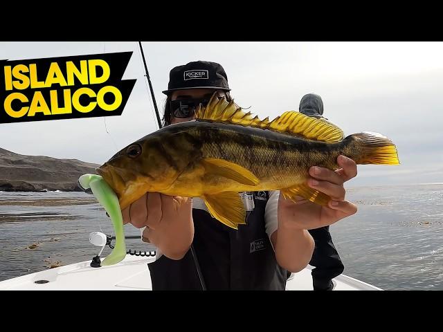 the big ones live here | SAN CLEMENTE ISLAND