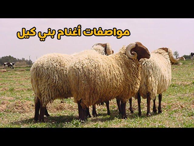 سلالة اغنام بني كيل او الدغمة مميزاتها خصائصها وقدرتها الانتاجية