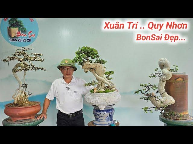 Xuân Trí Quy Nhơn. Giao Lưu Nhiều Tác Phẩm BonSai Đẹp Ngày 05.10.2024 Lh #0365282228