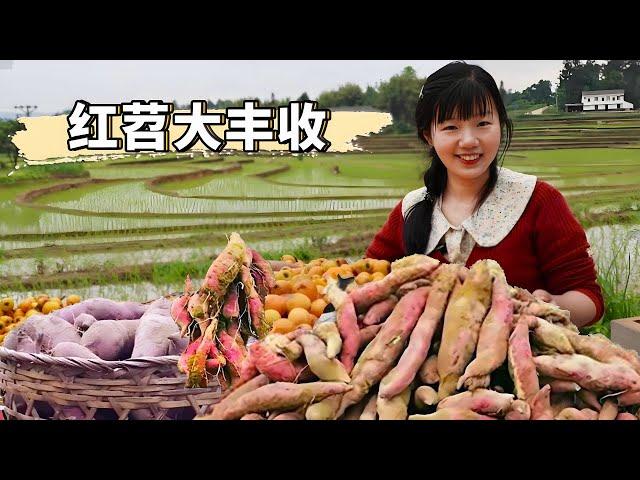 00年小妹妹種1000畝地大豐收！三塊錢一斤的紅苕， 整整400萬斤紅苕產紅薯粉高興的很! 【燕麥行遊】#Farm #tour