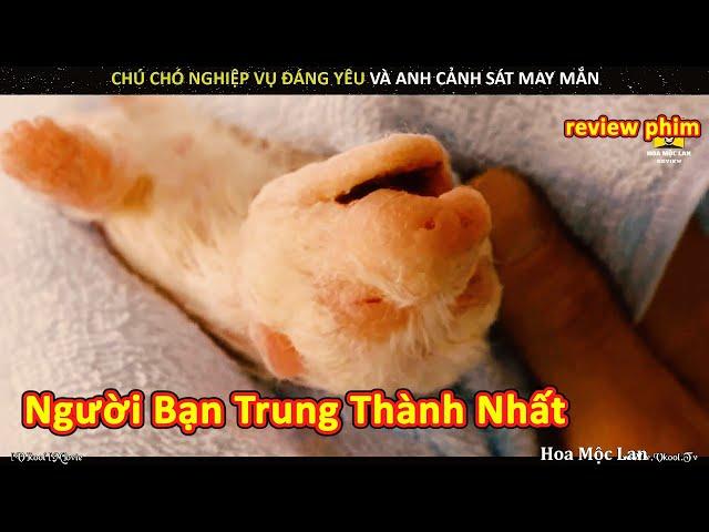 Chú Chó Trung Thành Xả Thân Cứu Chủ Nhân Trong Biển Lửa || Review Phim