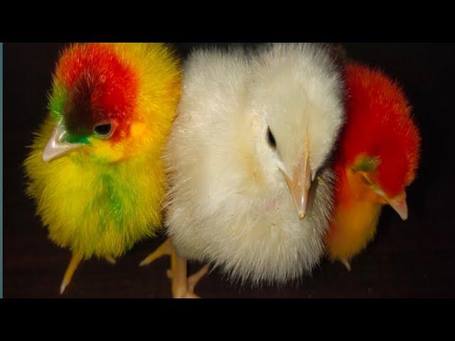 Cute Colors Babies Chicks | Colorful Chicks | Beautiful Chicks | Razi Ali Vlogs