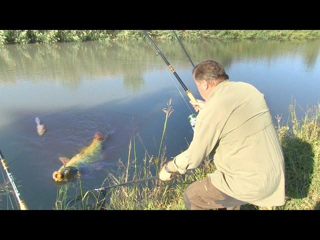 Pecanje na kanalu DTD u Vojvodini kod Vršca - Dubinsko pecanje - Fider pecanje | Fishing carp