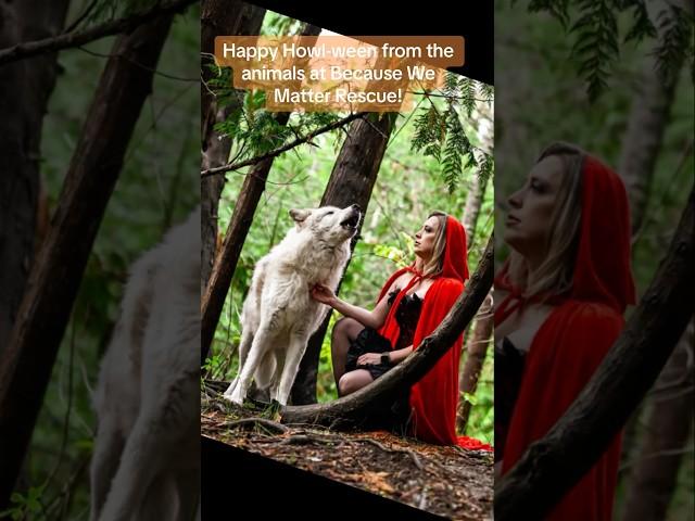 Happy Howl-ween from the Because We Matter Exotic Animal Rescue! #halloween #wolves #redridinghood