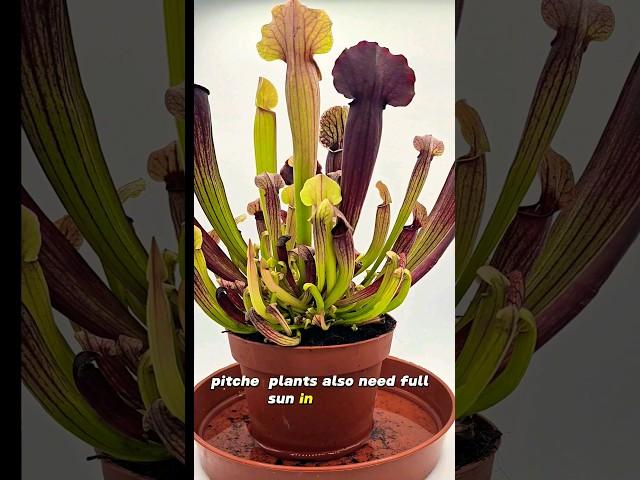 North American Pitcher Plant (Sarracenia)