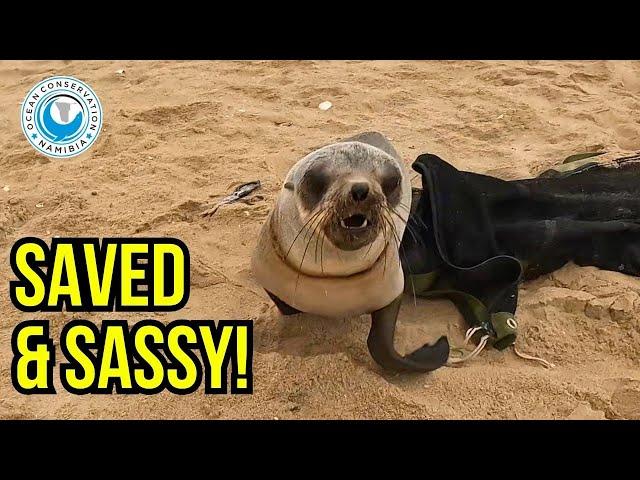 Grateful? Not This Time! A Feisty Seal Rescue