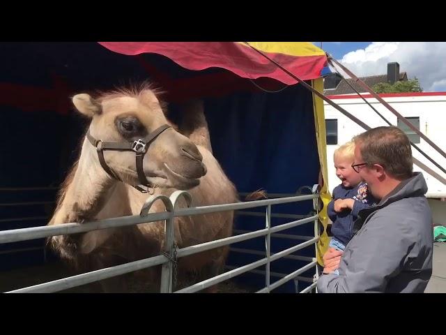 Thomas meets a camel!