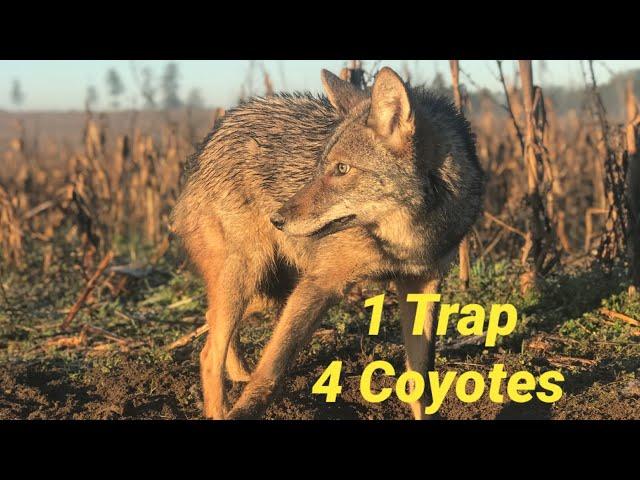 ANOTHER COYOTE IN NORTH CAROLINA!!(HOT TRAP!!!)