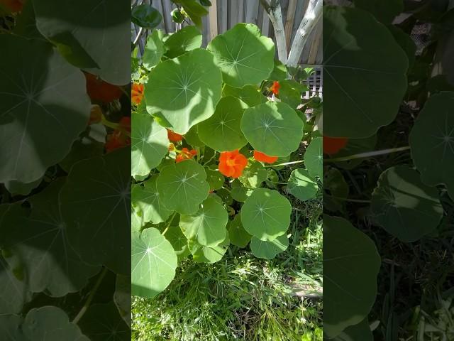 旱金蓮種植可食用的花nasturtium from seed #garden