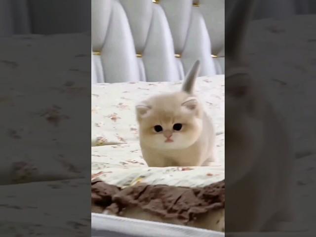 Cute baby kitten sound ️ #shorts