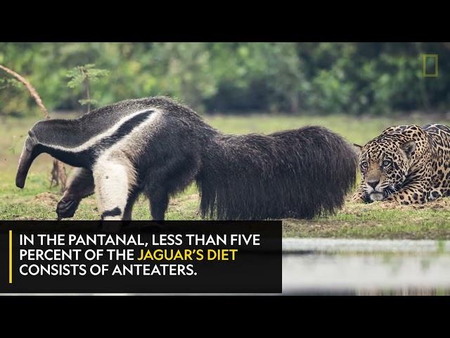 Anteater Vs Jaguar | Nat Geo WILD