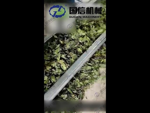 Do you want to know more about dried Bay leaf procesing?How to processing dried Bay leaf?
