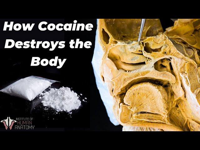 Why Cocaine Is So Incredibly Dangerous