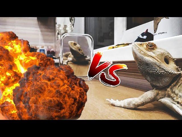 БОРОДАТАЯ АГАМА ПРОТИВ ЗЕРКАЛА| Bearded Dragon  vs mirrors