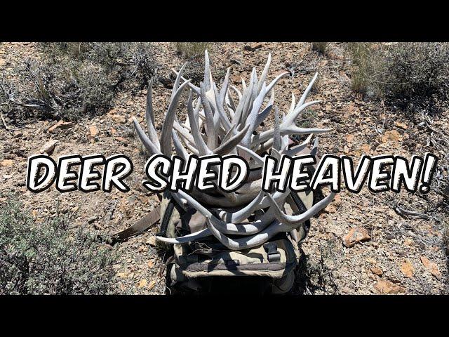 MULE DEER SHED HUNTING 2021