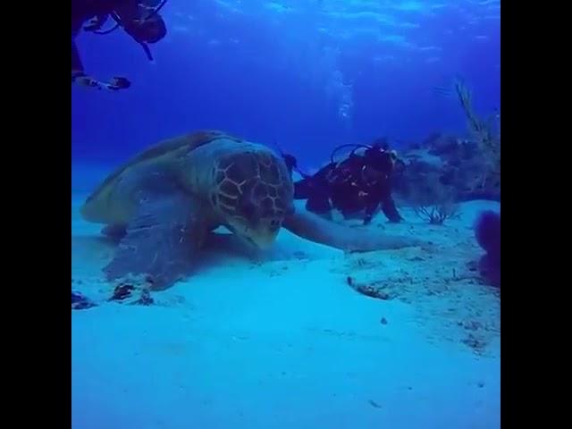 Did you know that a sea turtle can be so huge?