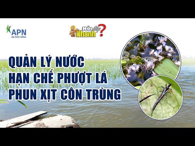 APN - QUẢN LÝ NƯỚC, HẠN CHẾ PHƯỢT LÁ, PHUN XỊT CÔN TRÙNG | Hỏi đáp nhanh