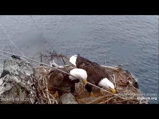 Two Harbors Eagle Cam: Cholyn and Chase Work Together. 19 Jan 2024