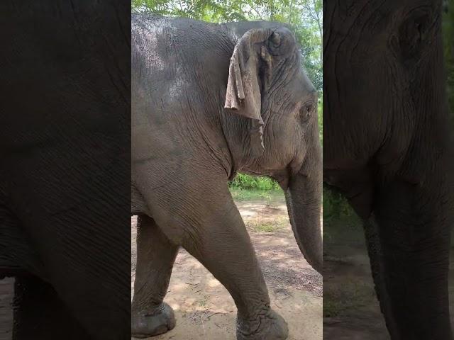 Asian elephant conservation _ Elephant Protection | A Story of Hope and Redemption