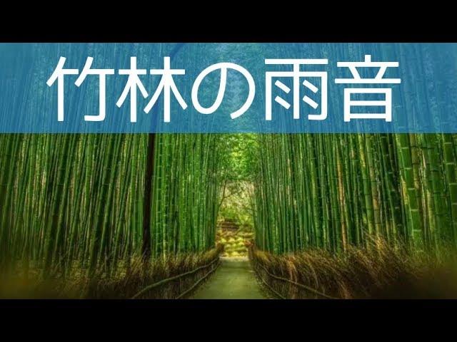 【癒しの自然音】竹やぶで聞く雨音！癒し BGM