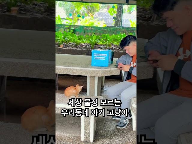 세상물정 모르는 우리동네 아기고양이 #고양이