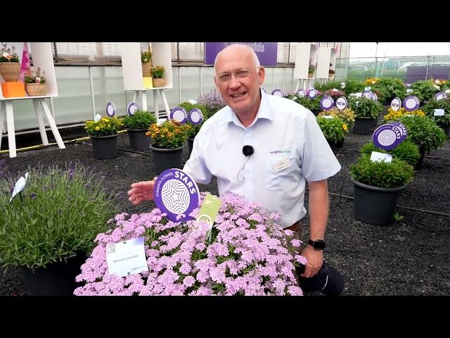 Iberis Mermaid Lavender | Syngenta Flowers