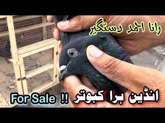 Indian Green Pigeons | love birds | rana ahmad dastgeer