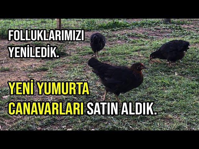 YENİ YUMURTA CANAVARLARI ALDIK | TAVUK FOLLUK YAPIMI | 2.GURK KAÇ CİVCİV ÇIKARDI?