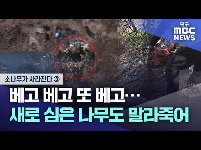 [소나무가 사라진다] ③ 베고 베고 또 베고···새로 심은 나무도 말라죽어 | 대구MBC뉴스