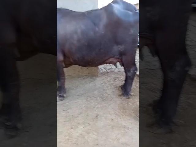 buffelo lover # #viral #trending @-Rahul-Chavda.
