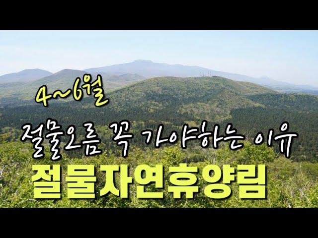 [제주오름] 4~6월 절물오름에 꼭 가야하는 이유 절물자연휴양림 |제주오름 |제주숨은명소|서귀포여행 |제주여행 |제주의숲길|절물오름|jeju island |제주휴양림 |濟州島旅行