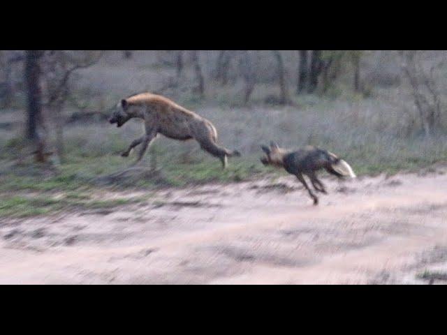 Wild Dogs Chase Hyena and Make Two Kills