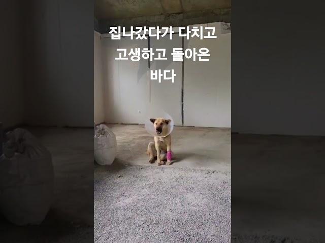 외박하고 돌아온 진돗개바다