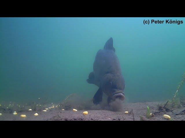 Underwater fishing - Clearwater - Tench feeding on my carp spot