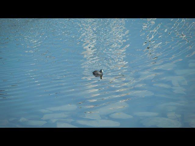 The Ugly Duckling’s Lake [ambient music]