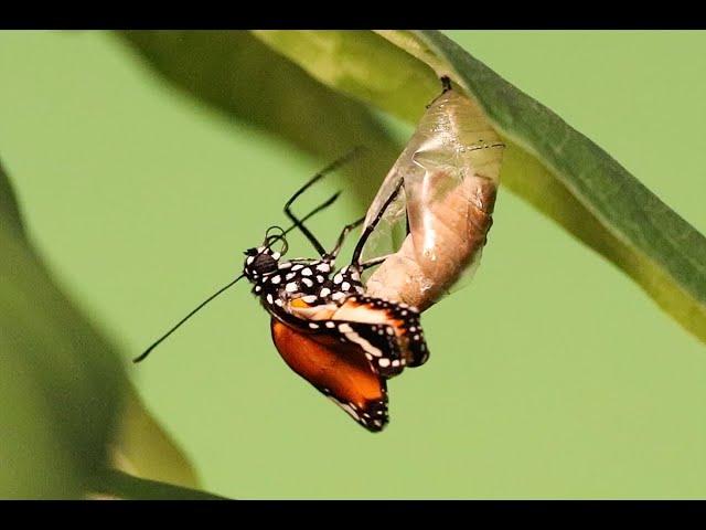 Plain Tiger Butterfly Metamorphosis