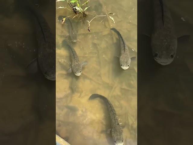 Snakehead Fish || Snakehead #shorts #fishing #fish #snakehead #murrel #youtubeshorts