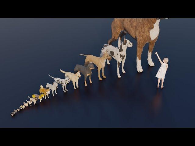 Small to Big : Dog size comparison #animals #animation