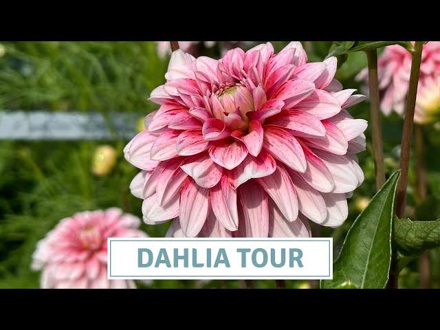 Complete Dahlia Garden Tour With Name Labels // Cottoverdi