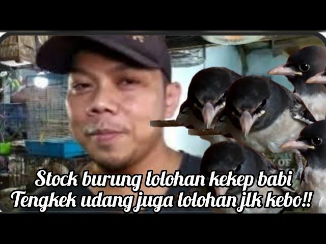 stock burung lolohan kekep babi tengkek udang juga lolohan jlk kebo!!