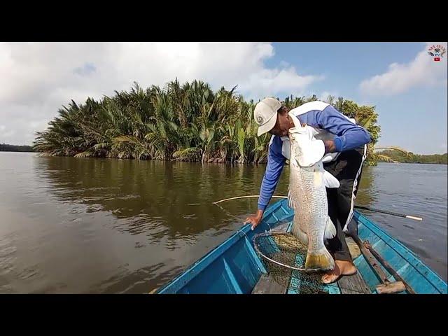 The first throw was immediately struck by a Barramundi fish #Bamboo rod fishing