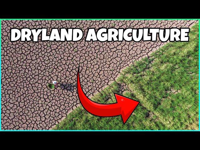 Dryland Agriculture: How to do Farming with Less Water