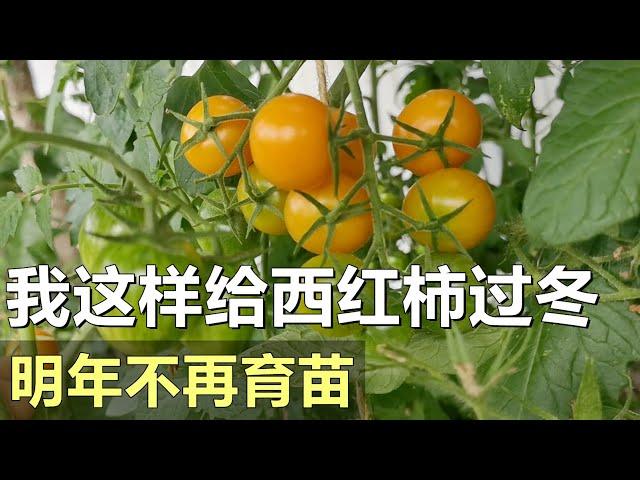 简单给西红柿过冬 | 明年不再育番茄苗 Overwinter tomato plants