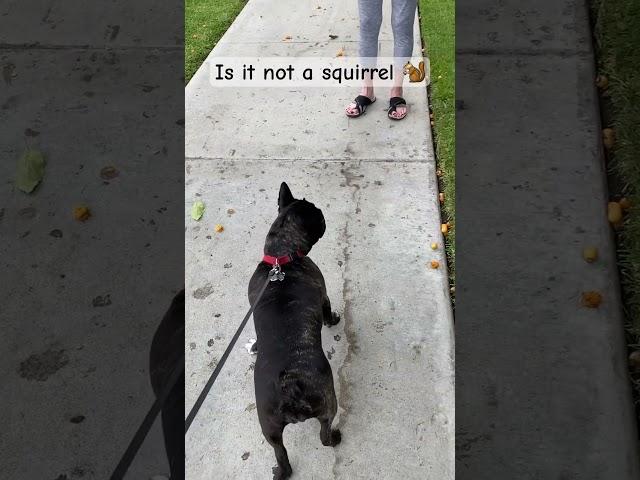Catch me outside playin n stuff-wait wha, ugh what is that?