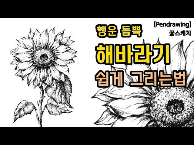 [펜드로잉]해바라기 쉽게그리기/행운,복 들어오는 해바라기/꽃 잘그리는법