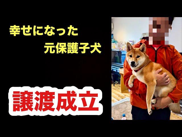 嬉しいご報告！譲渡成立⭐︎お名前もらった元保護子犬