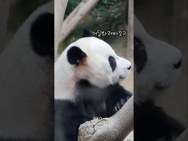 러바오~~도대체 어디를 보는고야!!!???멋있는러바오얼굴보고싶은데,,