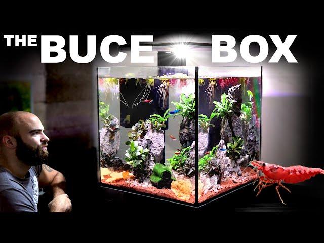 The Buce Box: ALL IN ONE Shrimp Cube Aquarium