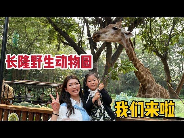 Take my daughter to visit Chimelong Wildlife Park, feed tigers and see giant pandas