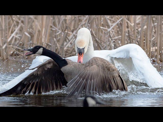 Mute SWAN is exterminating Geese and attacking Eagles!